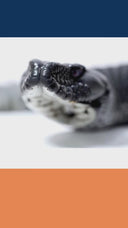 Weesgaard Black Cobra Kit